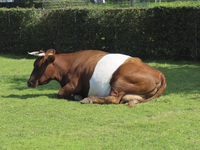 901794 Afbeelding van een lakenvelder rund op de kinderboerderij Steede Hoge Woerd (Hoge Woerdplein 1) te De Meern ...